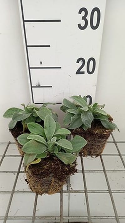 6x Witte knoop - Anaphalis tripl. Silberregen' | pot 9 x 9 cm