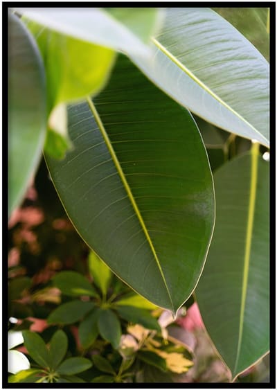 Poster Ficus - 30x40cm met Fotolijst – Natuur Poster – Ingelijst