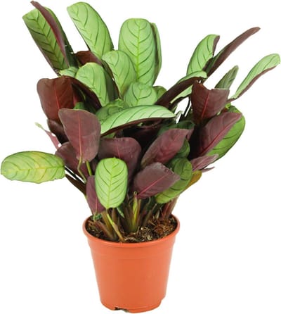 ZynesFlora Ctenanthe Amagris - Gebedsplant - Ø 14 cm - Hoogte: 35 - 40 cm - Luchtzuiverende Kamerplant