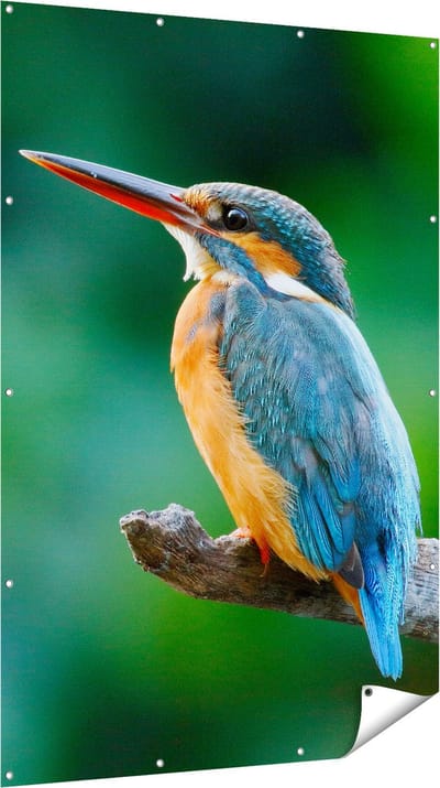 Gards Tuinposter Blauw Oranje IJsvogel op een Tak - 120x180 cm - Tuindoek - Tuindecoratie - Wanddecoratie buiten - Tuinschilderij