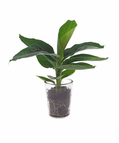 Bananenplant | 30cm | Vaasglas