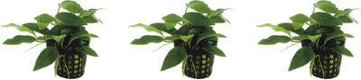 Levende aquariumplant - anubias nana bonzai 5 cm pot - per 3 stuks