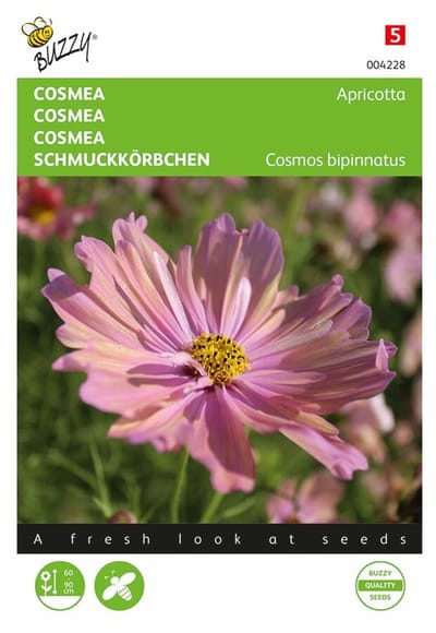 Cosmos Bipinnatus Apricotta