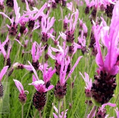 50 x Kuiflavendel - Vaste Planten - Tuinplanten Winterhard - Lavandula stoechas in 9x9cm pot met hoogte 5-10cm