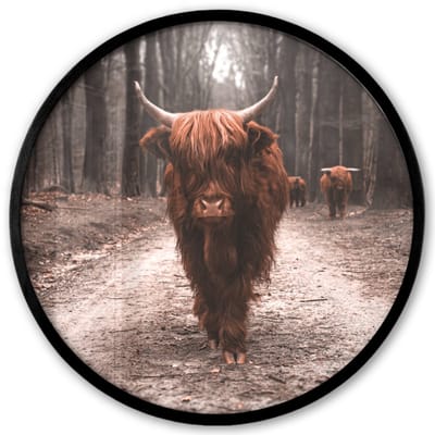 Poster in lijst Rond - Fotolijst 40x40 cm - Posters - Schotse hooglander - Bos - Koe - Dieren - Natuur - Ronde posterlijst zwart - Decoratie - Wanddecoratie woonkamer - Muurdecoratie slaapkamer