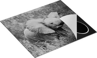 Chefcare Inductie Beschermer Olifanten Baby in het Gras - Olifant - Zwart Wit - 60x50 cm - Afdekplaat Inductie - Kookplaat Beschermer - Inductie Mat