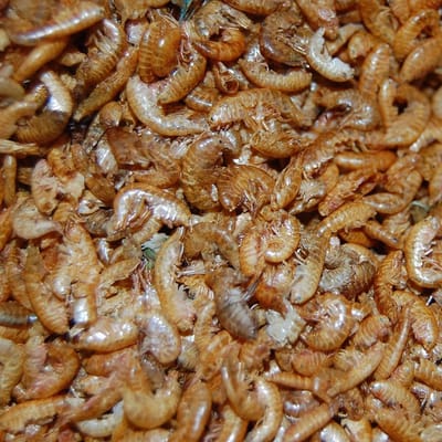 Gedroogde Vlokreeftjes (Gammarus) 10KG Bulkzak