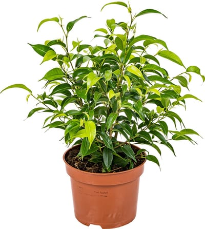 Bloomique - Ficus Benjamina Natasja - Treurvijg - Kamerplanten - Luchtzuiverend - Gemakkelijk in onderhoud - Hoogte 20-30 cm - Pot 12 cm