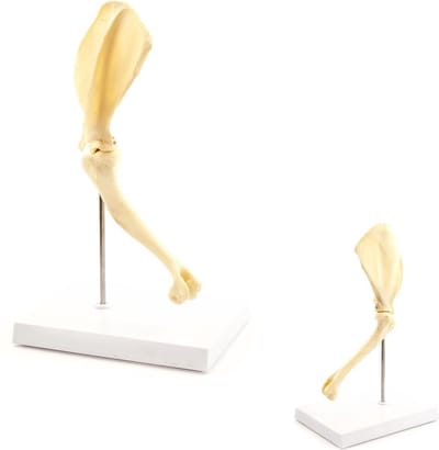 Anatomie model schouder hond, 23x30x16 cm