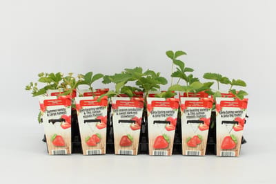 Mini Aardbeien- set van 6 stuks Fragaria ananassa 'Korona' (Aardbei) - hoogte 20 -30 cm