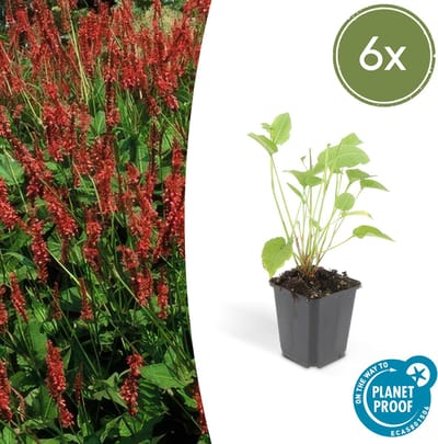 Tuinplantenshop.com | Persicaria amplexicaulis | 6 stuks - Ø9cm - 10-25cm hoog - Tuinplant