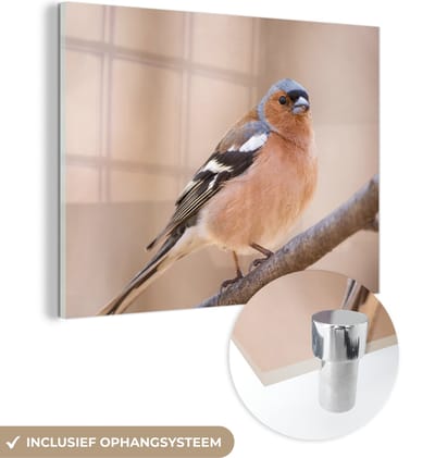 MuchoWow® Glasschilderij 40x30 cm - Schilderij acrylglas - Vogel - Dieren - Vink - Foto op glas - Schilderijen