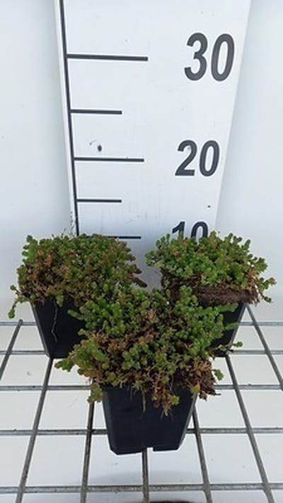 6x Sedum sexangulare