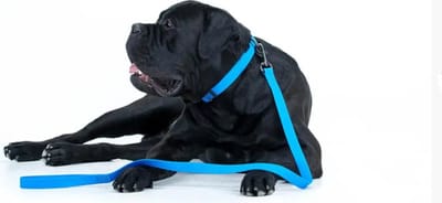 WAUDOG Waterproof Hondenlijn / Hondenriem - Collartex - Blauw - Breedte 25 mm - Lengte 122 cm