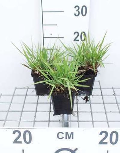6x Liefdegras - Eragrostis spectabilis | 9x9 cm pot