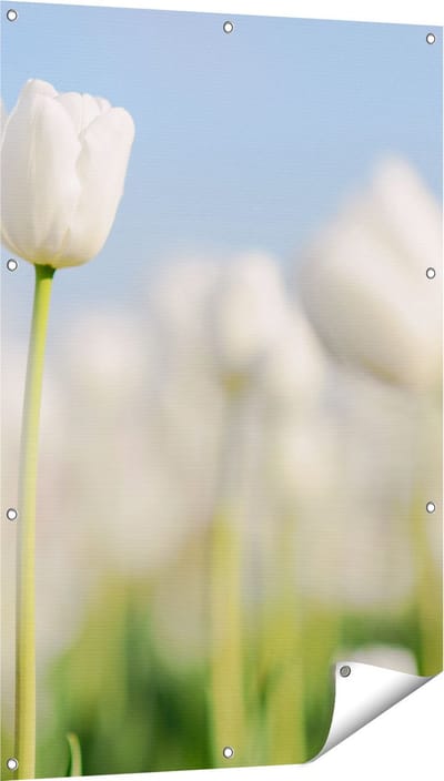 Gards Tuinposter Witte Tulpen - Bloemen - 80x120 cm - Tuindoek - Tuindecoratie - Wanddecoratie buiten - Tuinschilderij