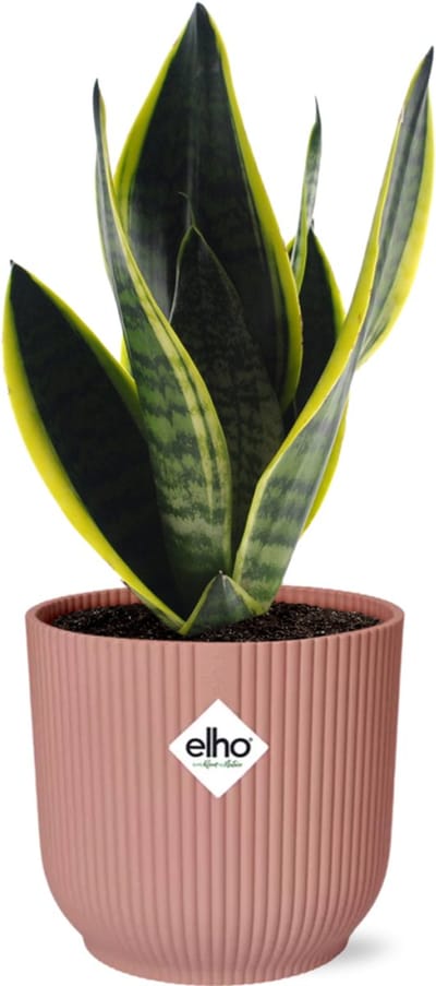 Plantenboetiek.nl | Sansevieria Futura Superba in ELHO Vibes Fold roze - Ø14cm - 30-40cm hoog - Kamerplant - Groenblijvend - Cactus & Vetplanten