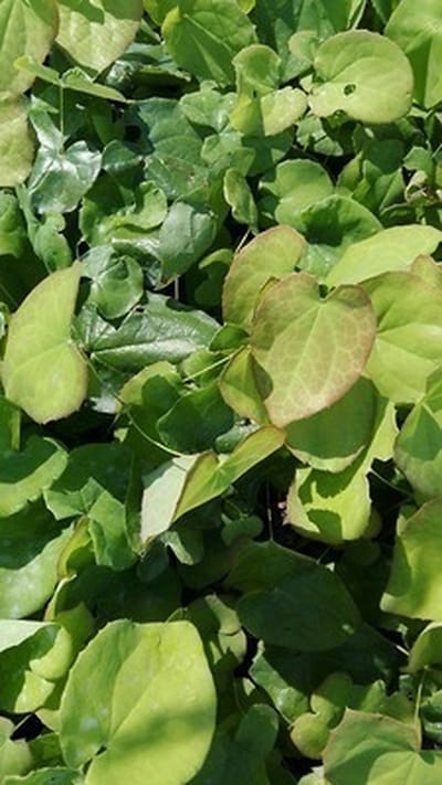 6x Elfenbloem - Epimedium pub. Orangekönigin' | 9x9 cm pot