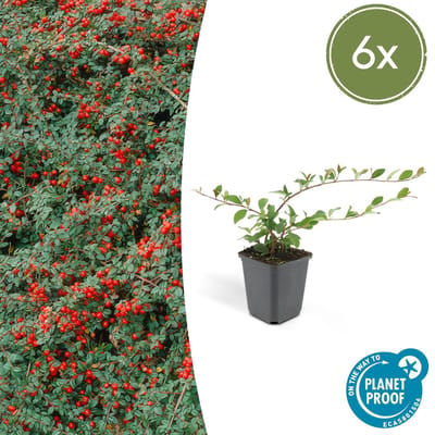Trendyplants - Cotoneaster dammeri 'Major' - 6 stuks - Dwergmispel - Winterhard - Hoogte 20-30 cm - Potmaat Ø9cm