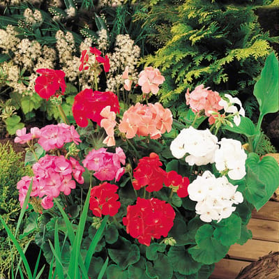 Sluis Garden - Tuingeranium Colour Show Mix F2 (Pelargonium)