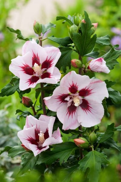 Arbustes de haie - Un ensemble 1 - Hibiscus syriacus 'Hamabo' - (3L) 40-50 cm