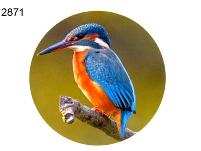 Houten Decoratieschijf IJsvogel – Ø 15 cm – Wanddecoratie Vogel