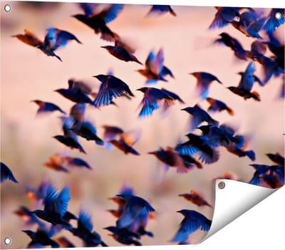 Gards Tuinposter Groep Vliegende Blauwe Spreeuw Vogels - 80x60 cm - Tuindoek - Tuindecoratie - Wanddecoratie buiten - Tuinschilderij
