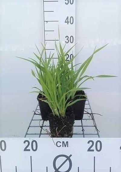 6x Daglelie - Hemerocallis hybr. 'Lemon Bells' | 9x9 cm pot