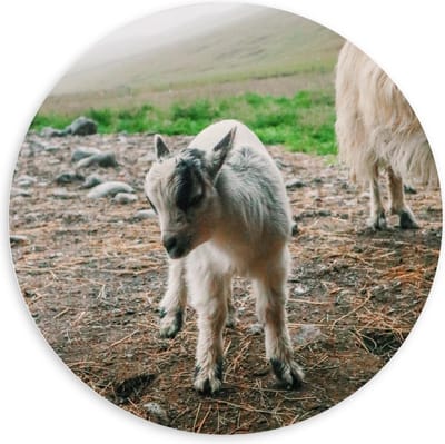 Forex Wandcirkel - Klein Baby Geitje - 100x100cm Foto op Wandcirkel (met ophangsysteem)