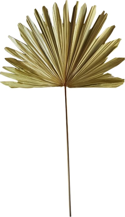 Palmblad/ tak - Gedroogd - 97x38cm - Mars & More