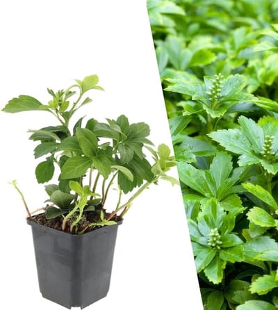 Bodembedekker Planten - Sierplant Groenblijvend - Tuin Opvullen - Winterhard Schaduwkruid - 60 Stuks - Groen