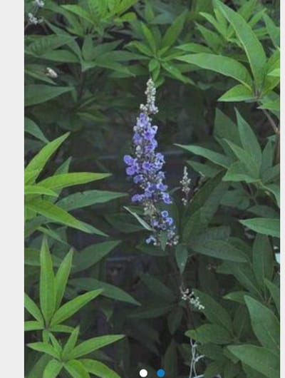 Vitex agnus-castus latifolia - Monnikenpeper, kuisheidsplant, boom van het heilige lam 30 - 40 cm in pot
