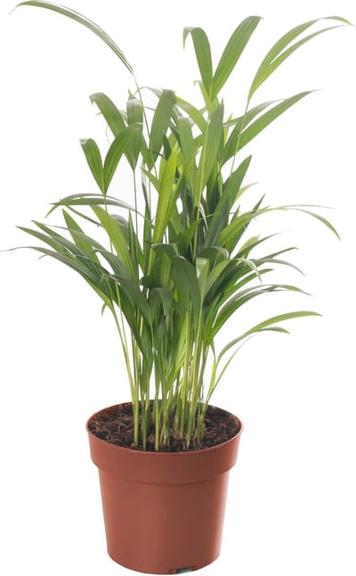 Grote Areca Palm - Tropische Kamerplant voor Huishoudens en Kantoren