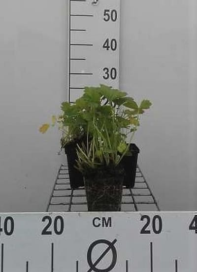 6x Nagelkruid - Geum rivale | 9x9 cm pot