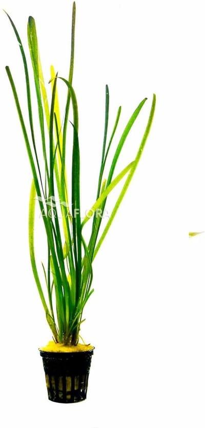 Aquaflora Vallisneria Spiralis Leopard | Rechte Vallisneria | in 5 cm pot