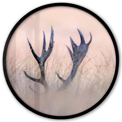 Poster in lijst Rond - Fotolijst 40x40 cm - Posters - Gewei - Hert - Gras - Natuur - Ronde posterlijst zwart - Decoratie - Wanddecoratie woonkamer - Muurdecoratie slaapkamer