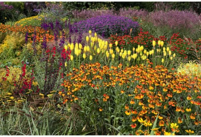 Tuinborder Oranje, Geel, Rood & Paars - Modeste Herwig - Bijen-Vlinders - Bodembedekkers - Geurend - Snijbloemen - Vaste planten