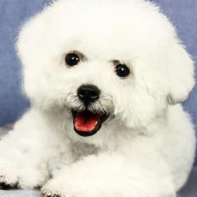5D Crystal White schattige Bichon Diamond Painting Diy Diamond Painting borduurwerk Home Decor Dimond 60x60CM