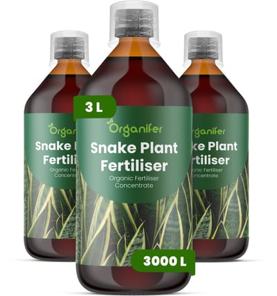 Vloeibare Meststof Voor Sansevieria 3X1 L Voor 3000 L - Npk 2-1-8 - Opgaande Bladgroei - Sterke Bladkleur - Bladstevigheid - Gelijkmatige Groei - Sterk Wortelstelsel - Zachte Nutriëntenopname - Herstel Na Verpotten - Organifer