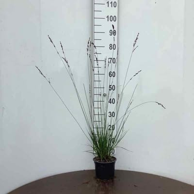 Molinia caerulea 'Edith Dudszus' - 2 liter pot