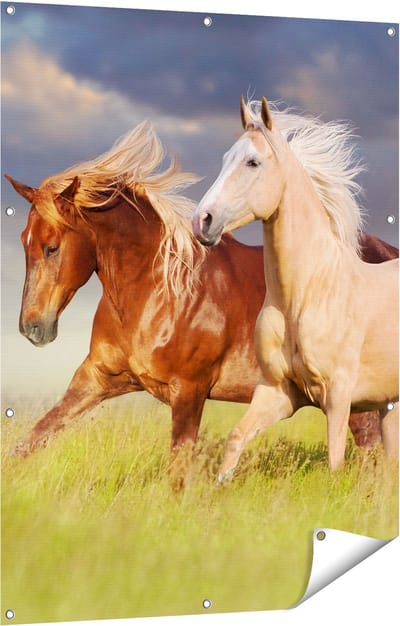 Gards Tuinposter Bruin en Wit Paard in de Wei - 90x120 cm - Tuindoek - Tuindecoratie - Wanddecoratie buiten - Tuinschilderij