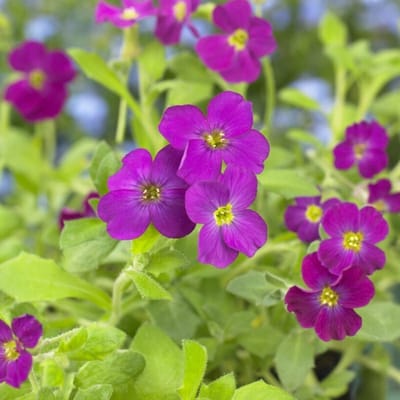 12 x Aubrieta 'Cascade Red' - Randjesbloem in 9x9 pot met hoogte 0-10 cm
