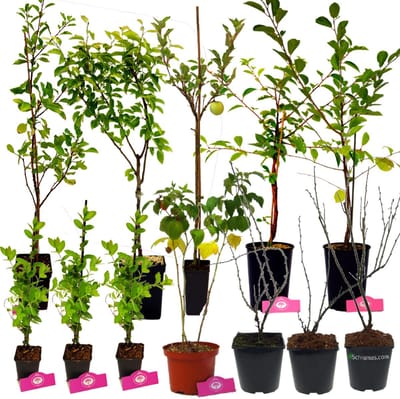 Voedselbos pakket - 20 Fruitplanten - Op 25m2 Wildplukken! - Permacultuur - moestuin - Voordeelpakket