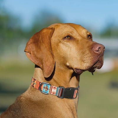Zachte Verstelbare Hondenhalsband met Klassiek Patroon - Comfortabel voor Wandelen en Training