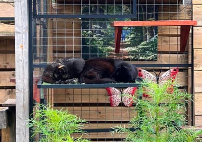 Katten ligplankje/ligplateau. Aluminium ligplankje t.b.v. kattenren. Zwart - Kattenbed - Kattenhangmat - Kattenmand