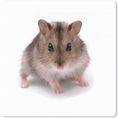 Muismat Hamsters - Kleine hamster muismat rubber - 23x19 cm - Muismat met foto