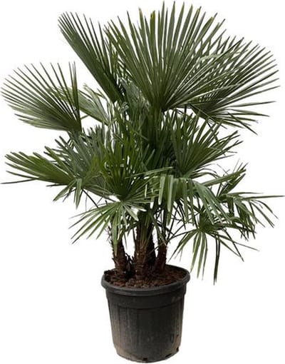 Trachycarpus met meerdere stammen, ca. 200 cm hoog