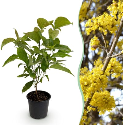 Plantenboetiek.nl | Cornus mas - Bloem Geel - Bladverliezend - Weinig Onderhoud - Ø12cm - 25-35cm hoog - Tuinplant