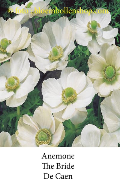 anemone The Bride 50 bollen maat 8/+