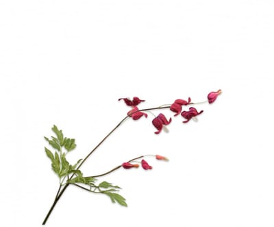 zijdebloem Frittelaria tak rood-bruin 71 cm
